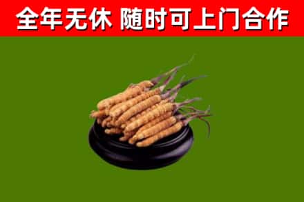 溧水区回收散虫草